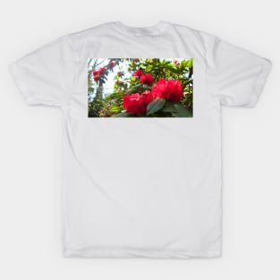 Rhododendron Taurus in Full Bloom T-Shirt